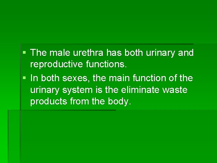 § The male urethra has both urinary and reproductive functions. § In both sexes,
