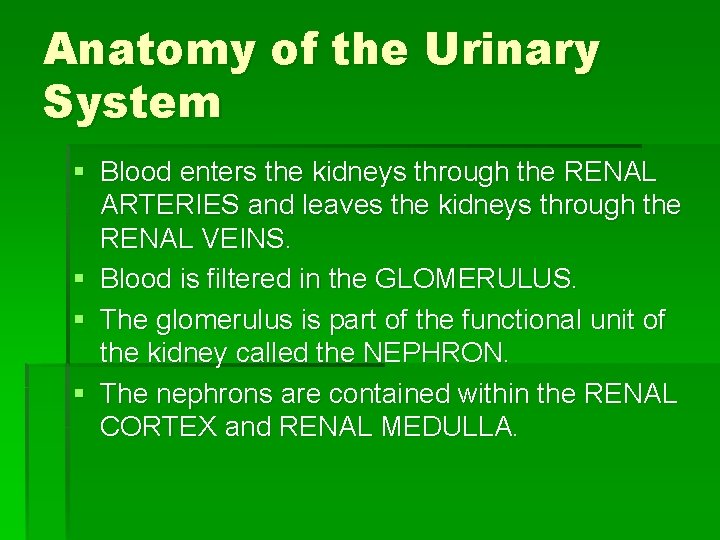Anatomy of the Urinary System § Blood enters the kidneys through the RENAL ARTERIES