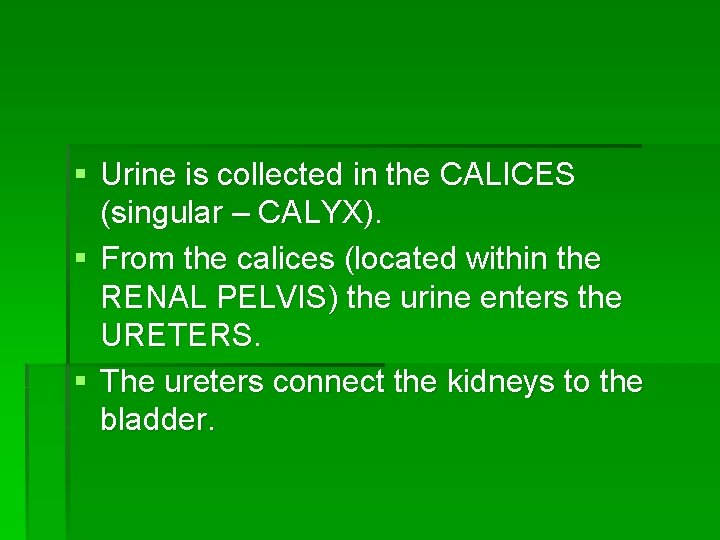 § Urine is collected in the CALICES (singular – CALYX). § From the calices
