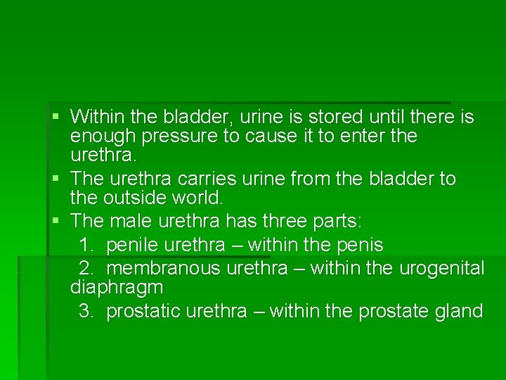 § Within the bladder, urine is stored until there is enough pressure to cause