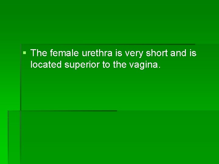 § The female urethra is very short and is located superior to the vagina.