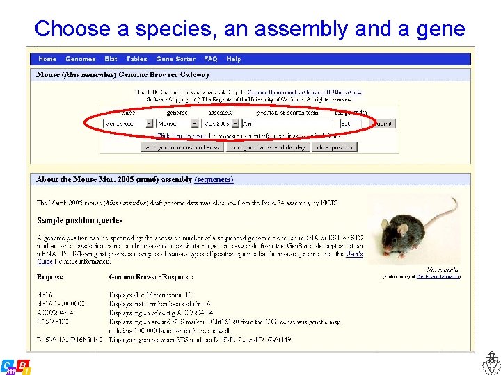 Choose a species, an assembly and a gene 