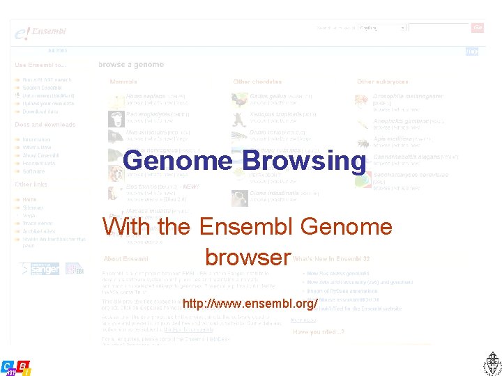 Genome Browsing With the Ensembl Genome browser http: //www. ensembl. org/ 