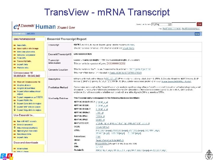 Trans. View - m. RNA Transcript 