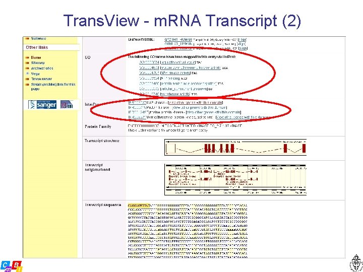 Trans. View - m. RNA Transcript (2) 