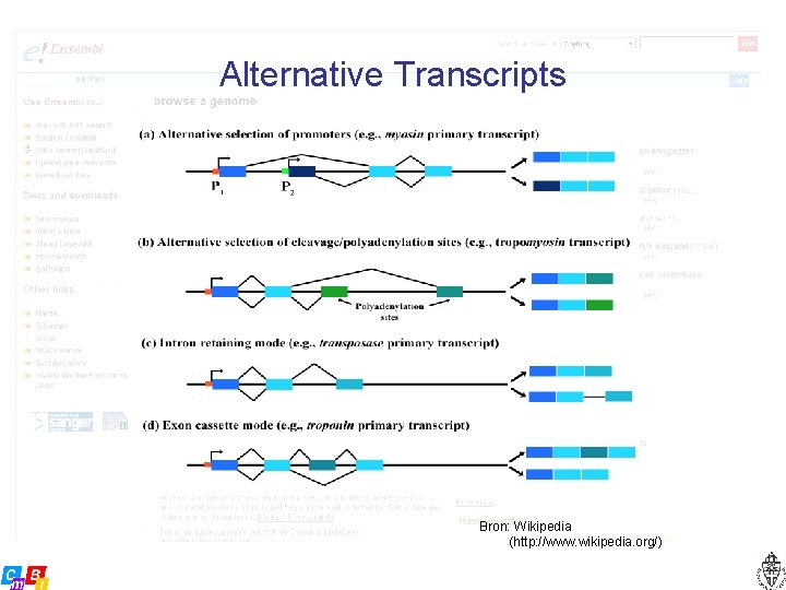 Alternative Transcripts Bron: Wikipedia (http: //www. wikipedia. org/) 