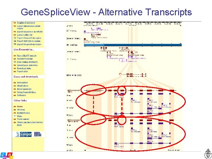 Gene. Splice. View - Alternative Transcripts 