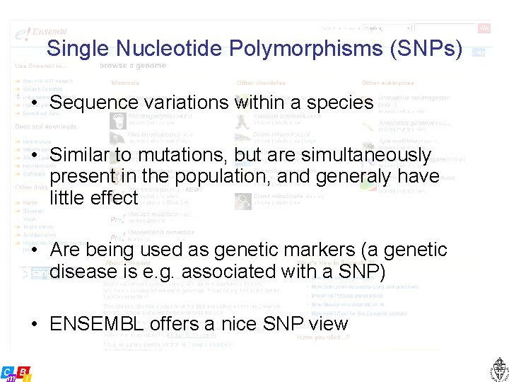 Single Nucleotide Polymorphisms (SNPs) • Sequence variations within a species • Similar to mutations,