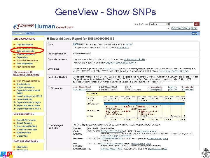 Gene. View - Show SNPs 