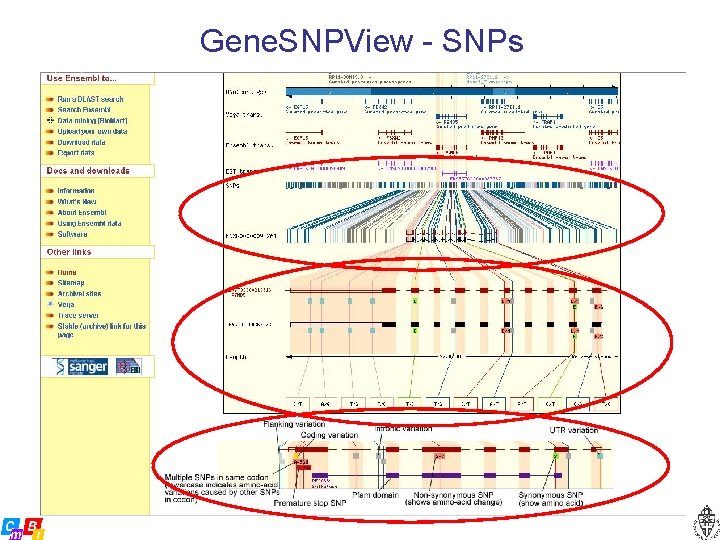 Gene. SNPView - SNPs 