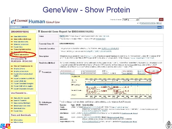 Gene. View - Show Protein 