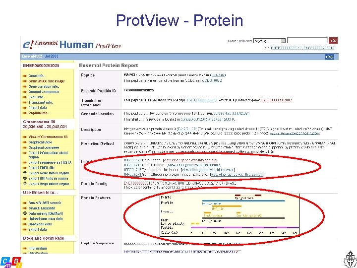 Prot. View - Protein 