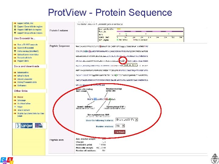 Prot. View - Protein Sequence 