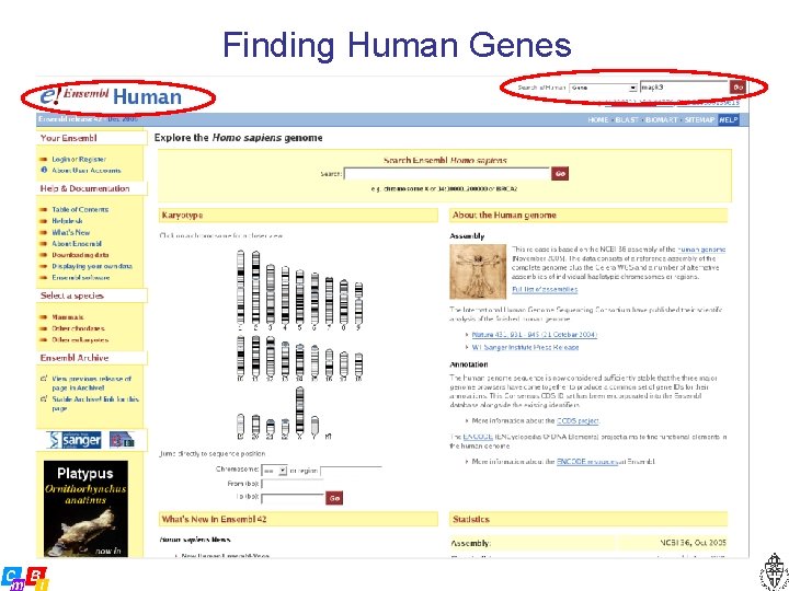 Finding Human Genes 