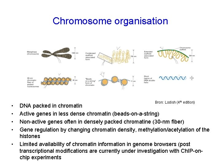 Chromosome organisation • • • Bron: Lodish (4 th edition) DNA packed in chromatin