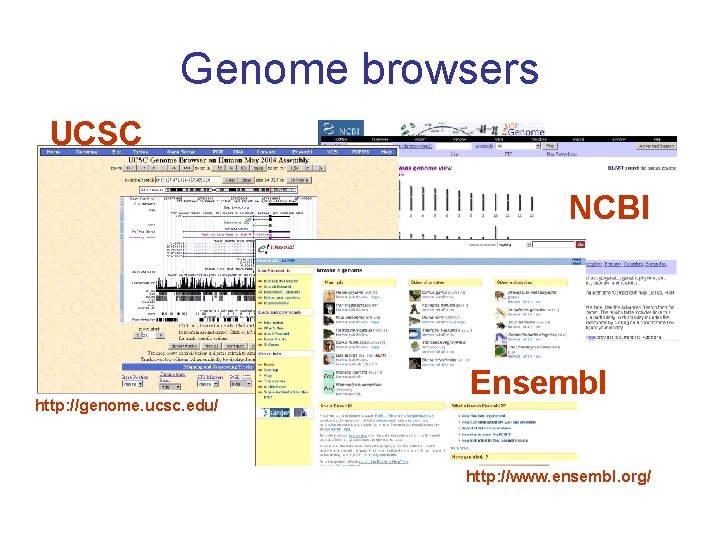 Genome browsers UCSC NCBI http: //genome. ucsc. edu/ Ensembl http: //www. ensembl. org/ 