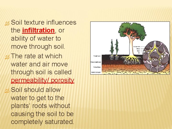 Soil texture influences the infiltration, or ability of water to move through soil. The