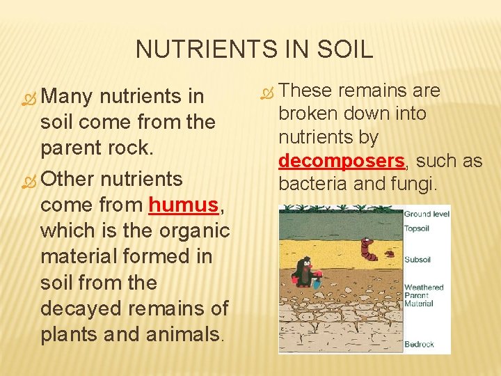 NUTRIENTS IN SOIL Many nutrients in soil come from the parent rock. Other nutrients