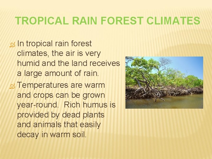 TROPICAL RAIN FOREST CLIMATES In tropical rain forest climates, the air is very humid
