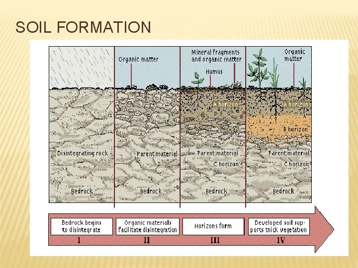 SOIL FORMATION 