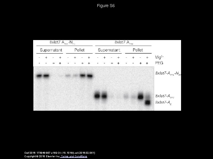 Figure S 6 Cell 2018 173946 -957. e 16 DOI: (10. 1016/j. cell. 2018.