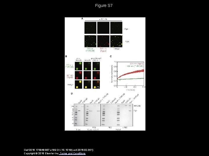 Figure S 7 Cell 2018 173946 -957. e 16 DOI: (10. 1016/j. cell. 2018.