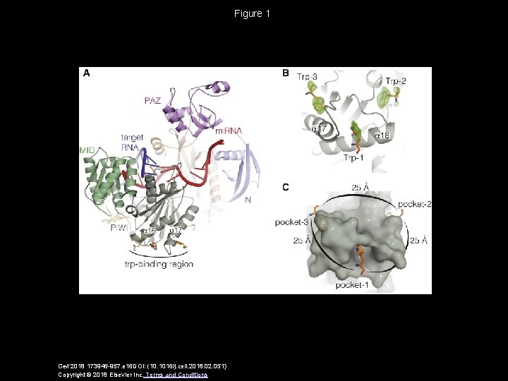 Figure 1 Cell 2018 173946 -957. e 16 DOI: (10. 1016/j. cell. 2018. 02.