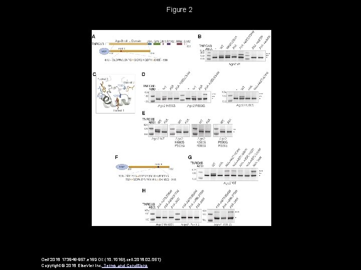 Figure 2 Cell 2018 173946 -957. e 16 DOI: (10. 1016/j. cell. 2018. 02.