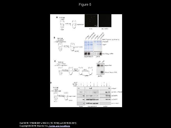 Figure 5 Cell 2018 173946 -957. e 16 DOI: (10. 1016/j. cell. 2018. 02.