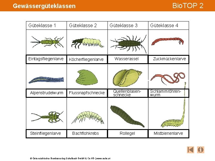 Bio. TOP 2 Gewässergüteklassen Güteklasse 1 Güteklasse 2 Eintagsfliegenlarve Köcherfliegenlarve Wasserassel Alpenstrudelwurm Flussnapfschnecke Quellenblasenschnecke