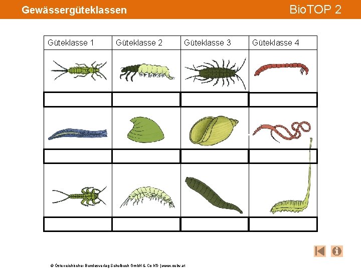 Bio. TOP 2 Gewässergüteklassen Güteklasse 1 Güteklasse 2 Güteklasse 3 © Österreichischer Bundesverlag Schulbuch