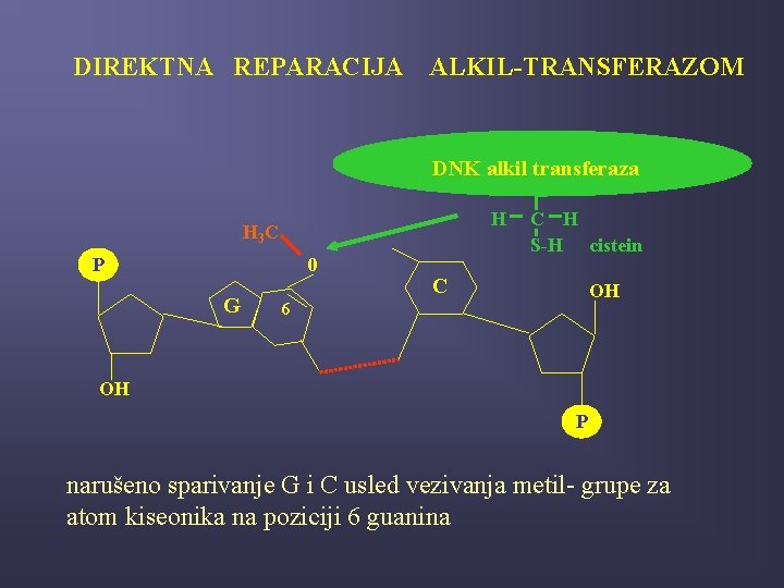 DIREKTNA REPARACIJA ALKIL-TRANSFERAZOM DNK alkil transferaza H H 3 C P 0 G C
