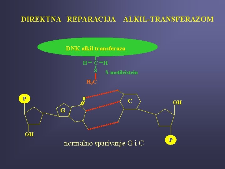 DIREKTNA REPARACIJA ALKIL-TRANSFERAZOM DNK alkil transferaza H C H S S-metilcistein H 3 C