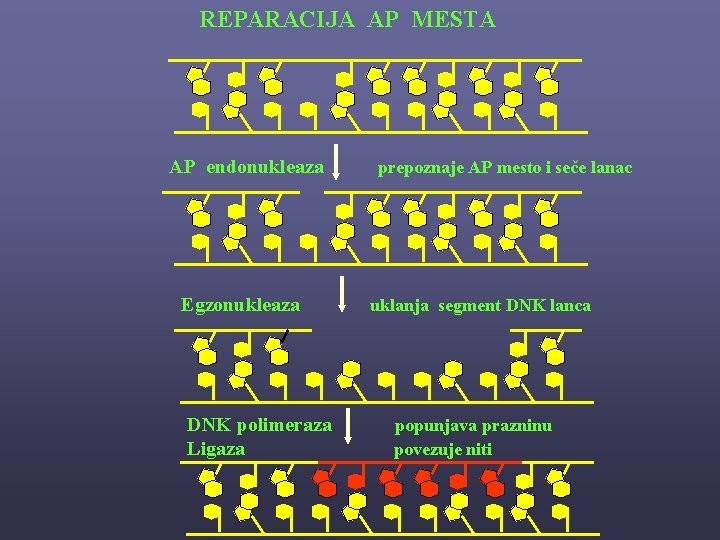 REPARACIJA AP MESTA AP endonukleaza Egzonukleaza DNK polimeraza Ligaza prepoznaje AP mesto i seče