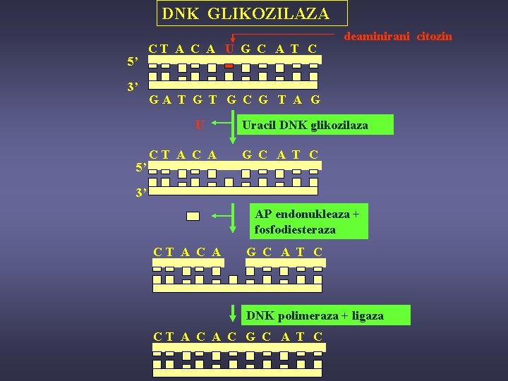DNK GLIKOZILAZA 5’ 3’ CT A C A U G C A T C
