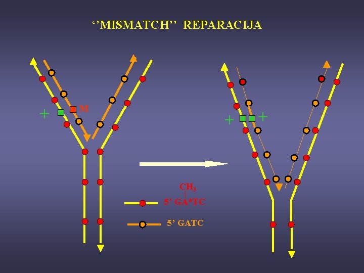 ‘’MISMATCH’’ REPARACIJA + M + CH 3 5’ GA*TC 5’ GATC + 