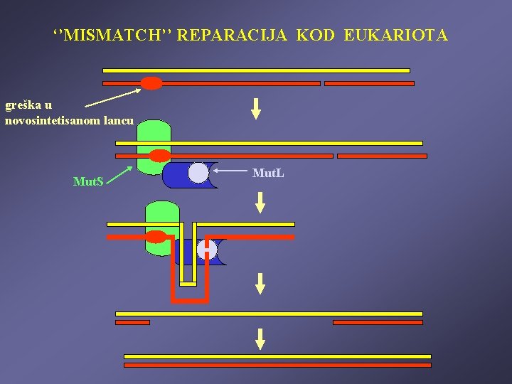 ‘’MISMATCH’’ REPARACIJA KOD EUKARIOTA greška u novosintetisanom lancu Mut. S Mut. L 