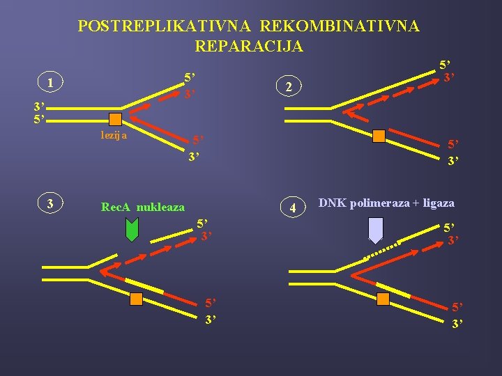 POSTREPLIKATIVNA REKOMBINATIVNA REPARACIJA 5’ 3’ 1 3’ 5’ lezija 3 2 5’ 3’ Rec.