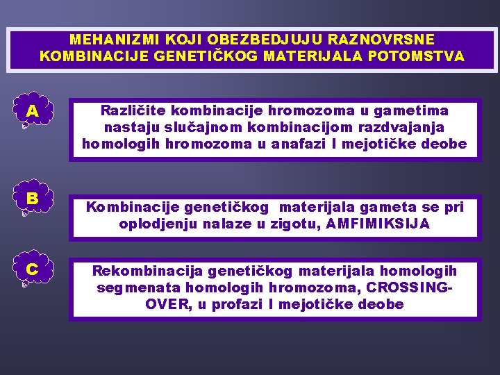 MEHANIZMI KOJI OBEZBEDJUJU RAZNOVRSNE KOMBINACIJE GENETIČKOG MATERIJALA POTOMSTVA A B C Različite kombinacije hromozoma