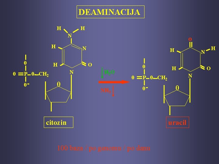 DEAMINACIJA H H N H 0 0 N H 0 H O N P