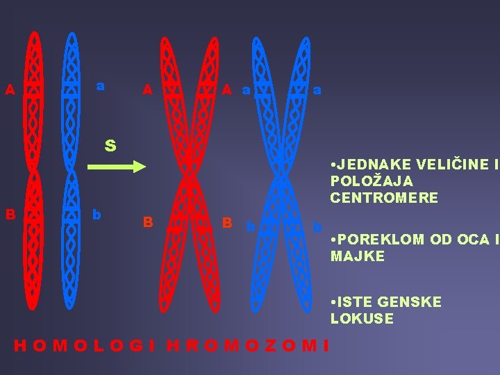 A a A A a a S B b • JEDNAKE VELIČINE I POLOŽAJA