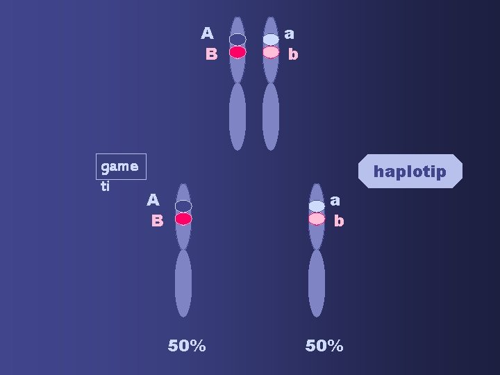 A B game ti a b haplotip A B a b 50% 