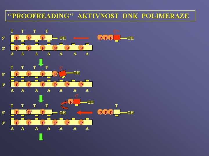 ‘’PROOFREADING’’ AKTIVNOST DNK POLIMERAZE T T 5’ P P P 3’ P P P