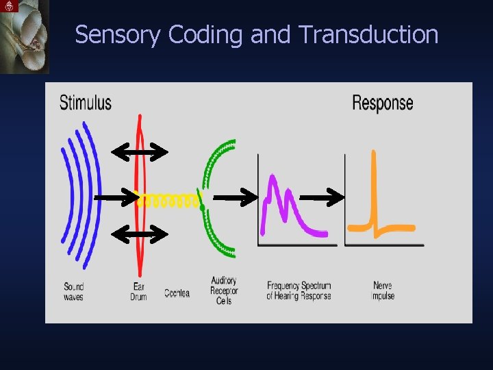 Sensory Coding and Transduction 