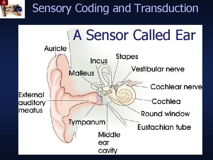 Sensory Coding and Transduction A Sensor Called Ear 