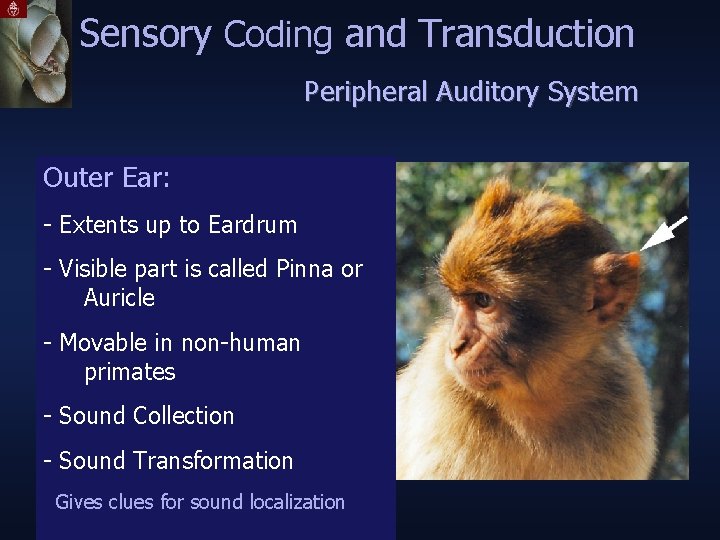 Sensory Coding and Transduction Peripheral Auditory System Outer Ear: - Extents up to Eardrum