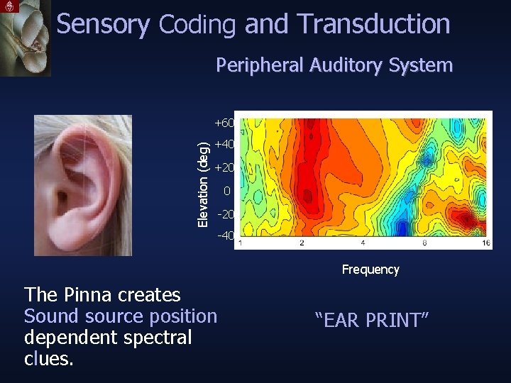 Sensory Coding and Transduction Peripheral Auditory System Elevation (deg) +60 +40 +20 0 -20