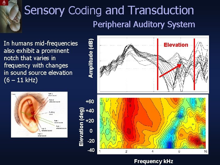 Sensory Coding and Transduction In humans mid-frequencies also exhibit a prominent notch that varies