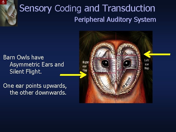 Sensory Coding and Transduction Peripheral Auditory System Barn Owls have Asymmetric Ears and Silent