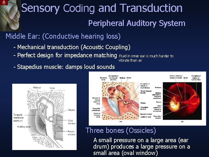 Sensory Coding and Transduction Peripheral Auditory System Middle Ear: (Conductive hearing loss) - Mechanical